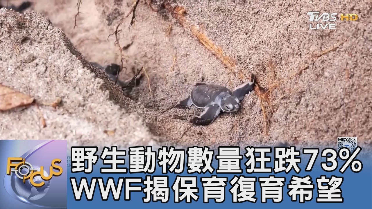 野生動物數量狂跌73% WWF揭保育復育希望