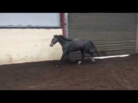 3yo Grey 148cm Pony with Machno Carwyn Breeding