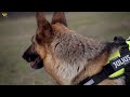 Видео о товаре Color & Gray® leash, поводок с ручкой, для собак / Julius-K9 (Венгрия)