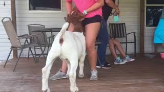 Bracing Boer Goat