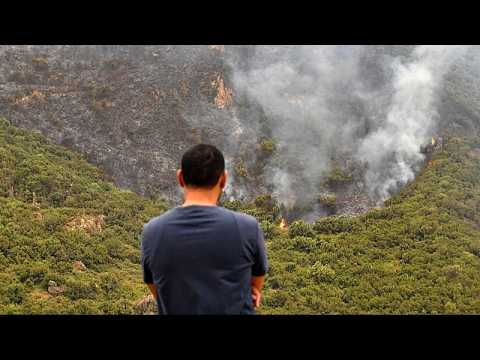 Algeria moves to restore death penalty for deliberate forest fires