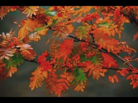 Ojārs Vācietis - Pīlādžu gads - Elīna Starķe-Arbidāne