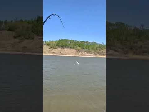 Giant Sturgeon Breaching! #sturgeonfishing #sturgeon #saskatchewan #fishing #canada