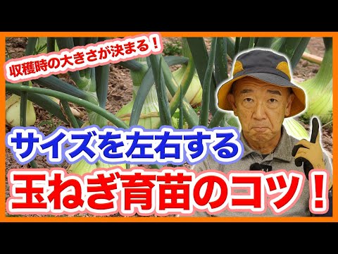 園芸 ロカンボレ玉ねぎ、カタウィッサ玉ねぎ