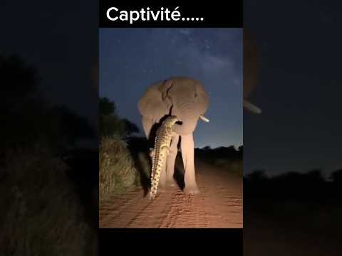 Cet éléphant voulait juste boire de l’eau… mais le crocodile ne l’a plus jamais lâché