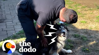 Husky Rescues | Most Intense Husky Rescue Compilation | The Dodo