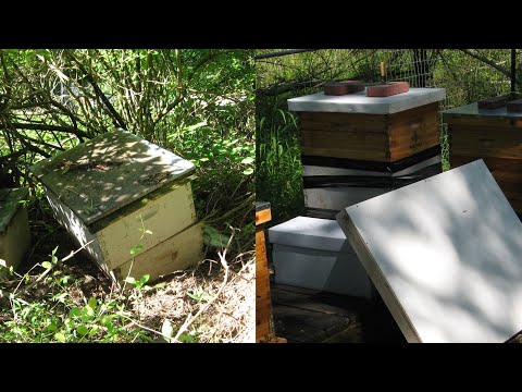 Episode #26 Digging into Our Feral Hive for the First Time!
