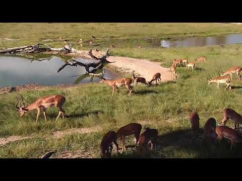 Djuma: Impala herd and Nyala bull - 15:55 - 03/16/19