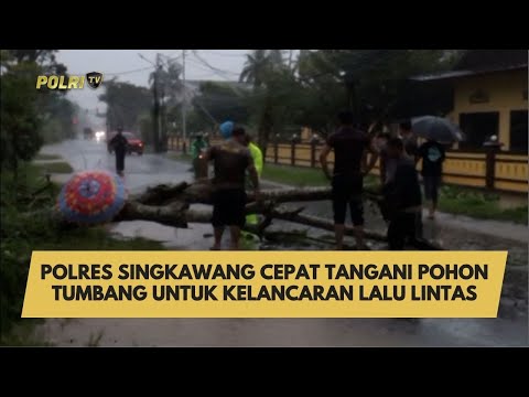 POLRES SINGKAWANG CEPAT TANGANI POHON TUMBANG UNTUK KELANCARAN LALU LINTAS