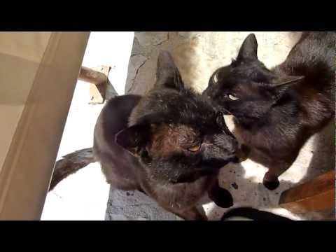 Ben & Sophie's Travel Guide - Kioni, Ithaca, Greece