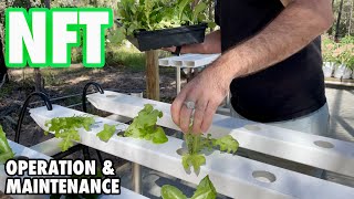 Nutrient Film Technique: Operation and Maintenance