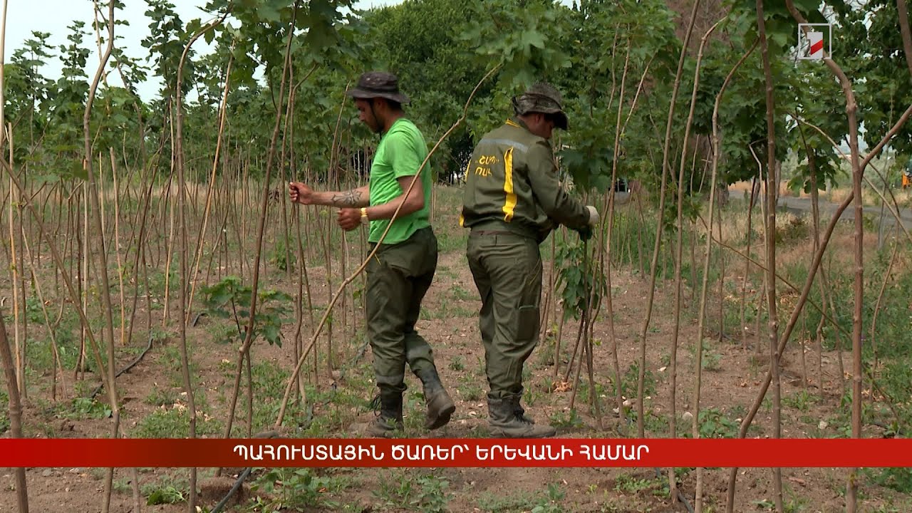Պահուստային ծառեր՝ Երևանի համար