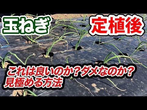 園芸 普通の玉ねぎ、泣いて善いことをする