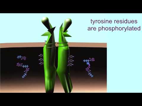 RECEPTOR TYROSINE KINASES