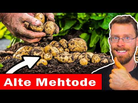 Die Kartoffel-Methode die fast Vergessen wurde — 3x Mehr Ertrag Ohne Graben 🥔