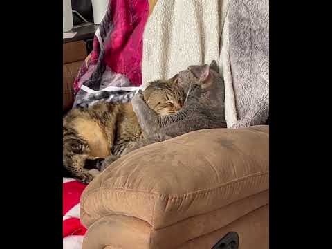 Sweet kitties, Ozzie and Mitzi  @meowtube2000 #cat