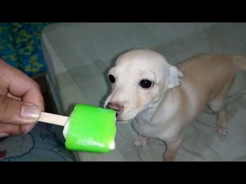 Gemboel / Gembul Chihuahua Pupies / Puppy / Puppies Eat Wall's Solero Ice Cream - 26 Nov 2016