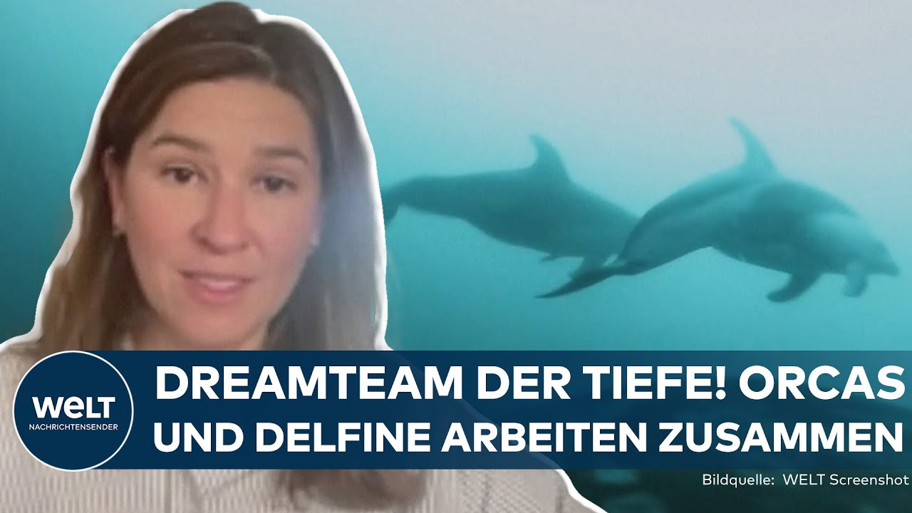 KANADISCHE KÜSTE: Orcas und Delfine – ein Dreamteam? Ein Wunder für die Wissenschaftler!