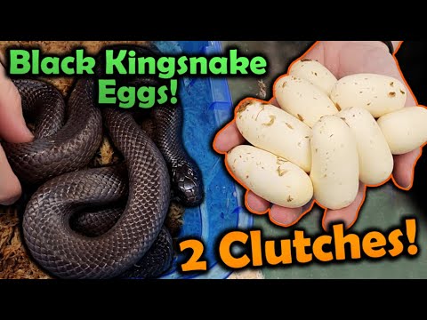 Our Mexican Black Kingsnakes Laid Eggs!! (2 Clutches!)