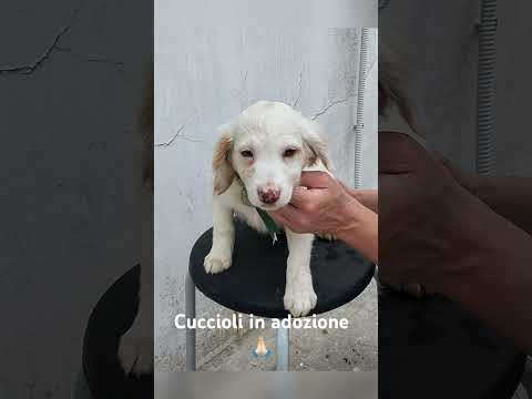 Regalo La piccola Mia  rimasta sola cerca anche lei casa