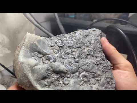 Stunning Jurassic Ammonite Slab Cleaned Up. What A Find!