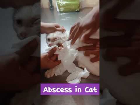 Abscess in Cat