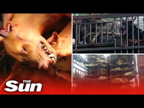 Inside China's brutal dog meat trade where 10 million dogs a year are killed, cooked and eaten