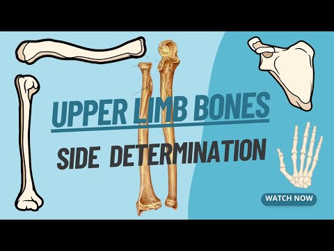 Side Determination of Upper Limb bones | Viva voce of Anatomy