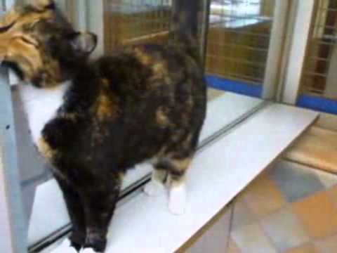 Catteries - Chimneys Cattery