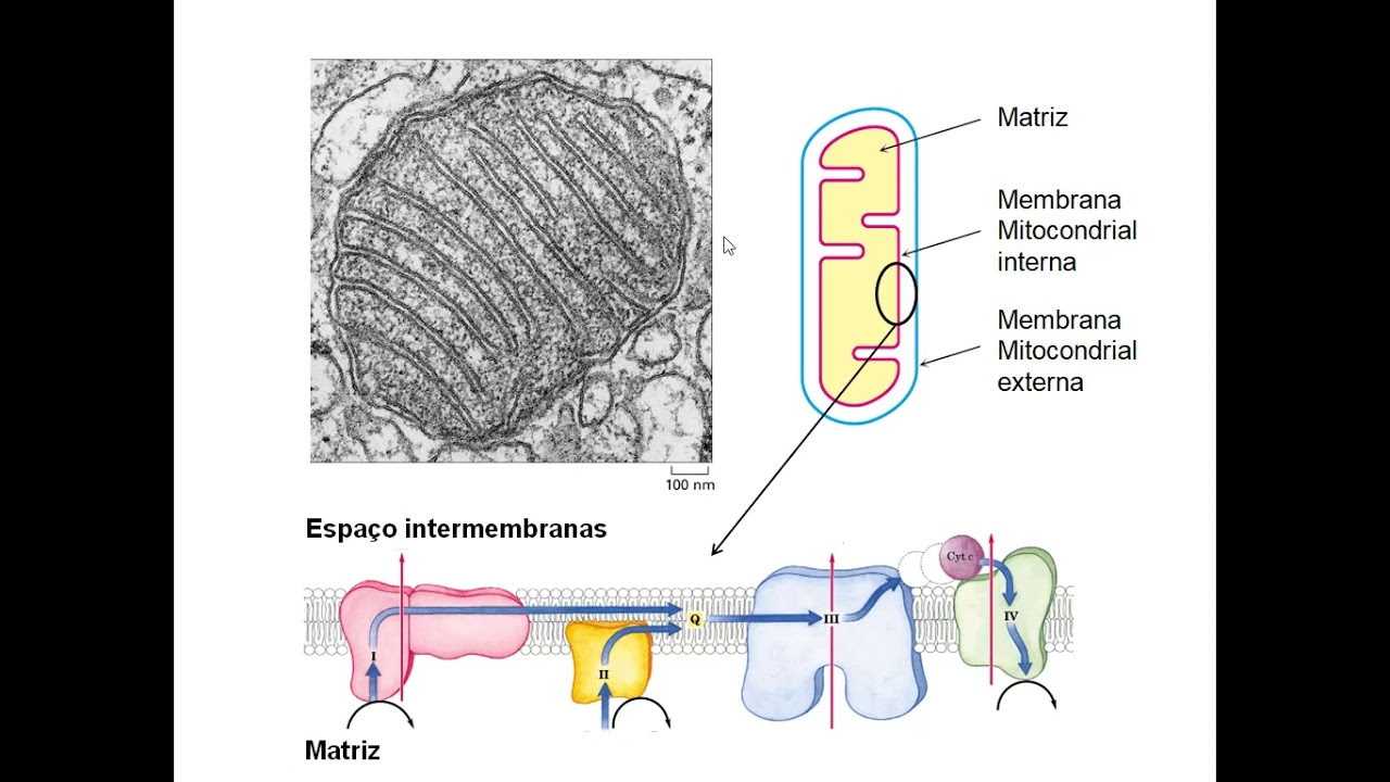 ACH0051 - Aula9 - Cadeia de Transporte de Elétrons e Fosforilação Oxidativa