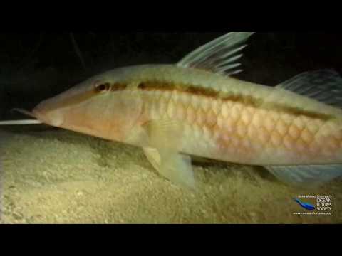 SeaScope 15 - False Advertising