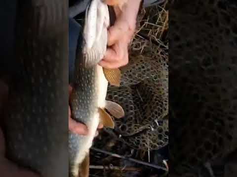 #Fishing With Swimbaits.