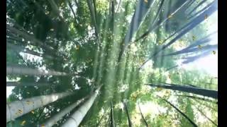 Flute - Instrumental Music - Relaxing Music  - Shangri-La