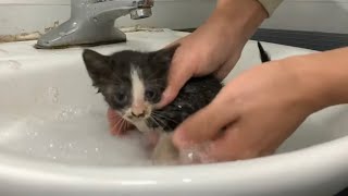 You Wouldn't Believe How Dirty This Rescued Kitten Was During Its First Bath! 😱🐱