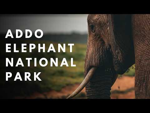 5 Nächte im Addo Elephant Park | Selfdrive Safari, Camping & wilde Tiere - Tag 1