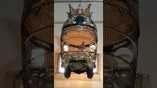 Download lagu perkutut Bangkok kwalitas lomba mp3