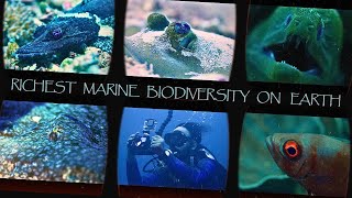 Raja Ampat in 2025 | 4K | Dive into the Richest Biodiversity on Earth