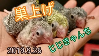 3羽目巣上げ🐣