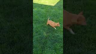 Video preview image #1 Chihuahua-Unknown Mix Puppy For Sale in Boise, ID, USA