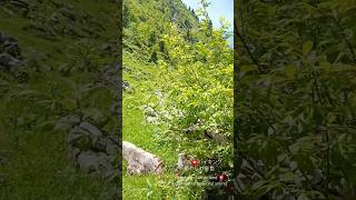 スイス🇨🇭ハイキング中の小鳥のさえずり🐦️　　　　　　　　　Switzerland Birdy sound during hiking 🥾 11 July 2024