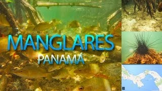 preview picture of video 'Manglares | Barrera de Arrecife | Cuadrante #5D'