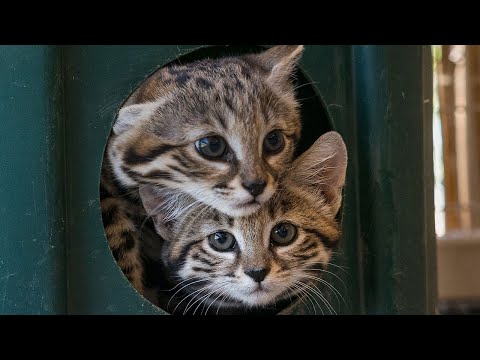 Smitten for Kittens! Black-Footed Cats Born at the San Diego Zoo Safari Park
