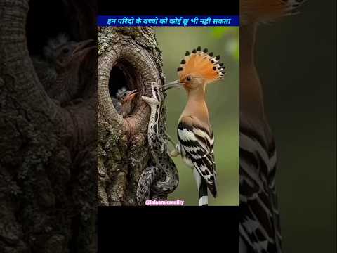 Most Saffest Animals Baby ##shorts #viral #facts #trending #youtubeshorts #islam #animals #ytshorts