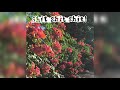 Shit Shit Shit ACIDSUN 2020