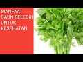 MANFAAT DAUN SELEDRI UNTUK KESEHATAN krishna healthy beauty channel MANFAAT DAUN SELEDRI UNTUK KESEHATAN krishna healthy beauty channel