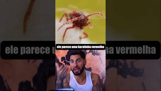Você Come Esse Inseto Todo dia sem Saber