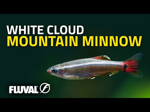 White Cloud Mountain Minnow - starostlivost, akvarium a chov kardinalky horskej