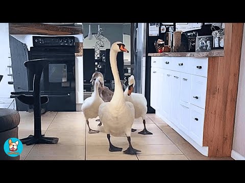 This Swan Family Returns for 6 Years... What They Do Will Melt Your Heart