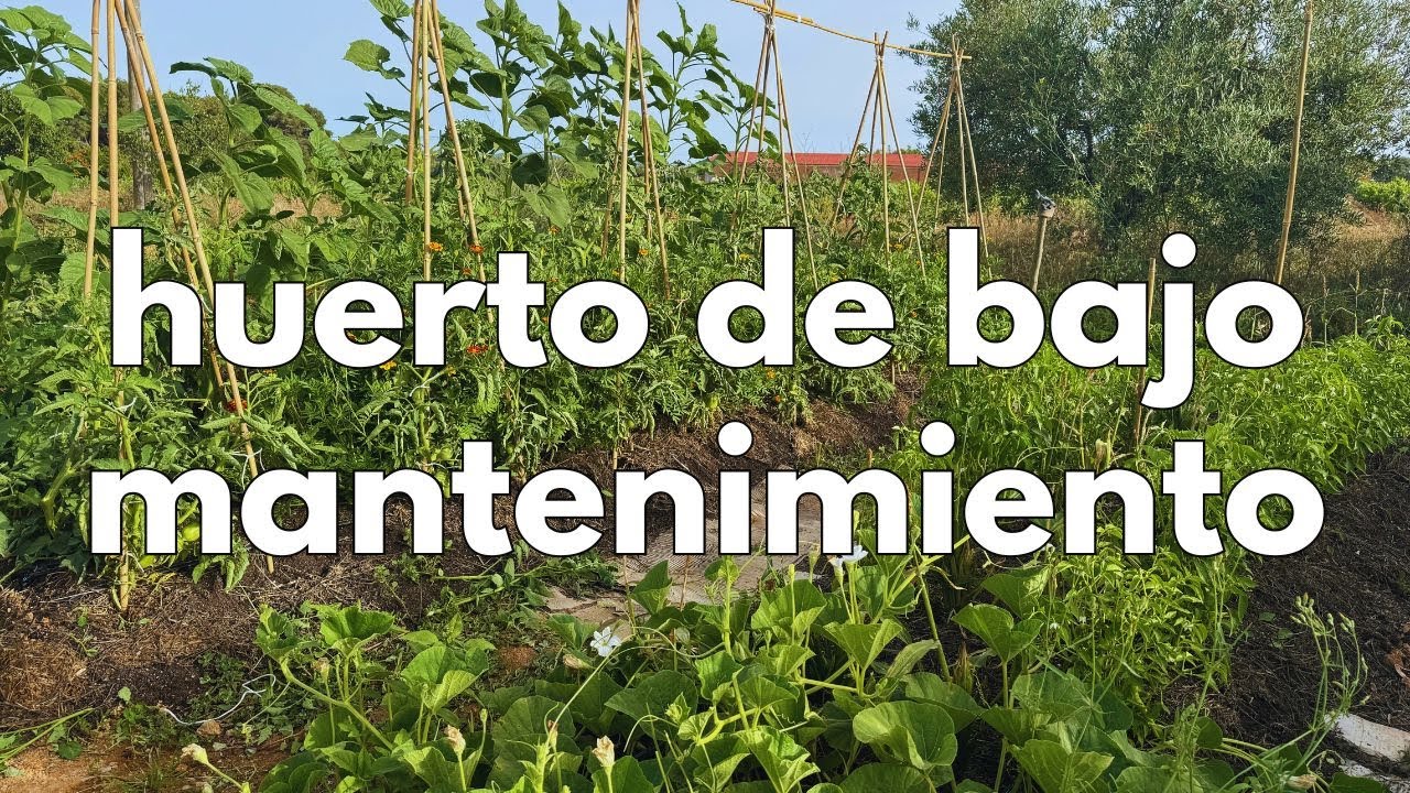 POCO trabajo y MUCHAS cosechas!🍅
