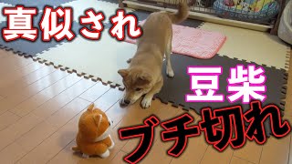 Maaya Sakamoto Mameshiba マメシバ Sub Espanol Karaoke موقع ويب حيث يمكنك مشاهدة مقاطع الفيديو الموسيقية مجان ا